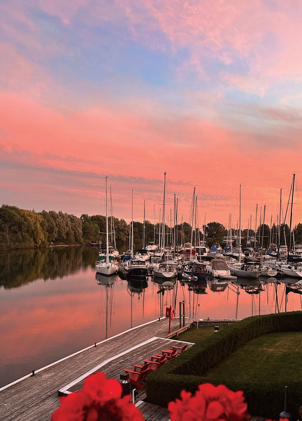 Sunset over the CBYC basin, with sailboats reflected in calm water and red geraniums in the foreground