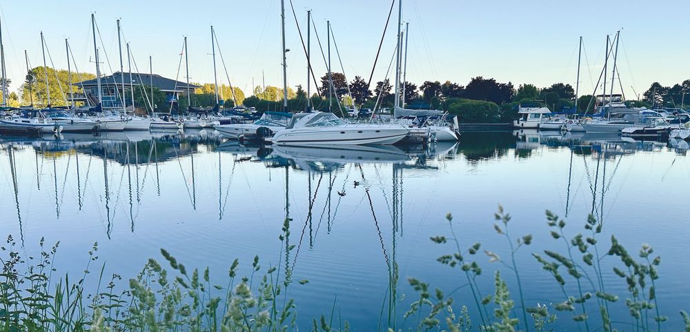 Sailboats reflected in the still basin, with tall grasses in the foreground