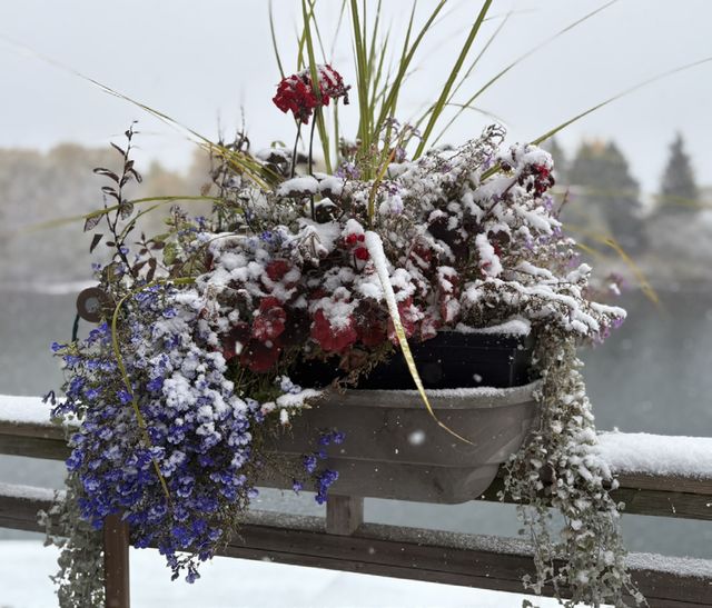 A flower basket dusted with snow